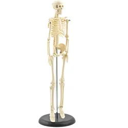 Mini-Skelettmodell Miniatur Skelettmodell Höhe 42 cm HeineScientific