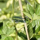 WINDHAGER Kunstbast 400 m grün