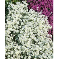 Pflanzen Für Dich Cerastium tomentosum 'Silberteppich', Hornkraut, silbrig, ca.