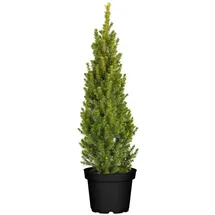 Pflanzen Für Dich Picea glauca Conica 60-70 cm