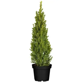 Pflanzen Für Dich Picea glauca Conica 60-70 cm