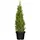 Pflanzen Für Dich Picea glauca Conica 60-70 cm