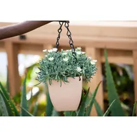 Pflanzen Für Dich Delosperma congestum White Nugget', Mittagsblume, weiß,