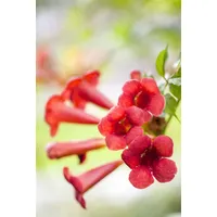 Pflanzen Für Dich Campsis radicans 'Fire Trumpet', Trompetenblume, orange-rot,