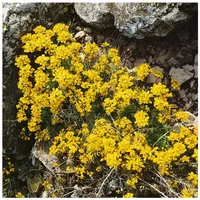 Pflanzen Für Dich Draba aizoides, Gelber Hungerblümchen, ca. 9x9