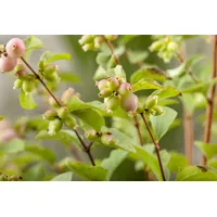 PlantaPro Symphoricarpos doorenbosii 'Magic Berry' c 3 60-100