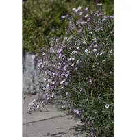 Pflanzen Für Dich Gypsophila repens 'Rosea', Teppich-Schleierkraut, rosa, ca.