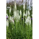 PlantaPro Liatris spicata 'Floristan Weiß' 9x9 cm Topf – Winterhart, Mehrjährig, Pflegeleicht – Prachtscharte – Staude für Beet & Garten