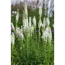PlantaPro Liatris spicata 'Floristan Weiß' 9x9 cm Topf – Winterhart, Mehrjährig, Pflegeleicht – Prachtscharte – Staude für Beet & Garten
