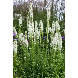 PlantaPro Liatris spicata 'Floristan Weiß' 9x9 cm Topf – Winterhart, Mehrjährig, Pflegeleicht – Prachtscharte – Staude für Beet & Garten