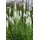 PlantaPro Liatris spicata 'Floristan Weiß' 9x9 cm Topf – Winterhart, Mehrjährig, Pflegeleicht – Prachtscharte – Staude für Beet & Garten