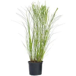 Plant in a Box Chinaschilf Gracillimus - Miscanthus Höhe 40-60cm