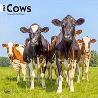 Browntrout Verlags GmbH Cows - Kühe 2026 - 16-Monatskalender
