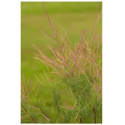 Tamarix ramosissima 'Pink Cascade', Rosarote Tamariske, 100–150 cm