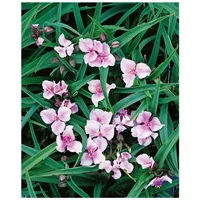Pflanzen Für Dich Tradescantia x andersoniana 'Bilberry Ice', ca.