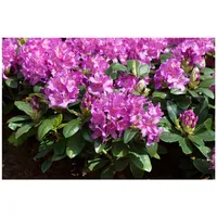 Pflanzen Für Dich Rhododendron Hybr. 'Pink Purple Dream', rosa-lila