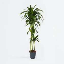 Plant in a Box - Glückskastanie - Pachira aquatica - Höhe 100-120cm - Topf 24cm