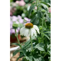 Pflanzen Für Dich Echinacea purpurea 'Baby Swan White', weiß,