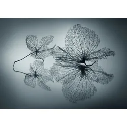Fototapete PAPERMOON "Photo-Art SHIHYA KOWATARI, EIGNERISCHE SCHÖNHEIT", bunt, B:4,00m L:2,60m, Vlies, Tapeten