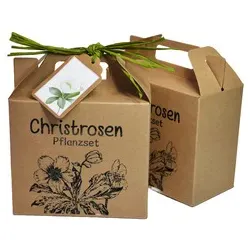 Wundertüte Christrosen Anzuchtset WUNDERLE 63616
