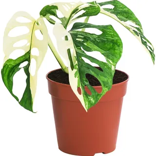 Dehner Fensterblatt, Monstera adansonii variegata, Grün, Weiß