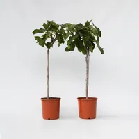 Plant in a Box - Feigenbaum - 2 Stk