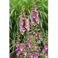 Pflanzen Für Dich Digitalis purpurea, Fingerhut, ca. 9x9 cm