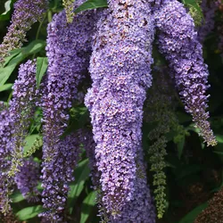 Plant in a Box Sommerflieder - Buddleja davidii Lila 3er Set Höhe 25-40cm