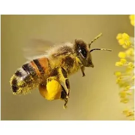 Vitalleben Blütenpollen Kapseln 360 St.