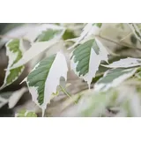 Pflanzen Für Dich Acer Negundo Flamingo Eschen-Ahorn Rosa-Weiß Panaschiert 60–100 cm