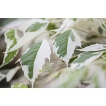 PlantaPro Acer negundo 'Flamingo' 60-100 cm, Eschen-Ahorn, rosa-weiß panaschierte Blätter, ideal für Kübel und Rabatten, pflegeleicht, winterhart