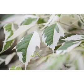 PlantaPro Acer negundo 'Flamingo' 60-100 cm, Eschen-Ahorn, rosa-weiß panaschierte Blätter, ideal für Kübel und Rabatten, pflegeleicht, winterhart