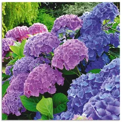 Wandbild ARTLAND "Hortensien im Garten", lila (farbe bild(er): lila), B:30cm H:30cm, Bilder, als Alubild, Outdoorbild, Leinwandbild, Poster, Wandaufkleber