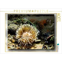 Calvendo Seeanemone mit Miesmuschel und Alge 1000 Teile Puzzle