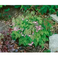 Pflanzen Für Dich Epimedium x youngianum 'Roseum', Elfenblume, ca.
