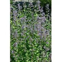 Pflanzen Für Dich Nepeta grandiflora 'Pool Bank', Katzenminze, ca.