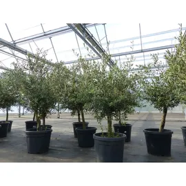 grünwaren Olivenbaum 15 Jahre Olive "Angebot" 150 - 170 cm, beste Qualität, winterhart, Olea Europaea