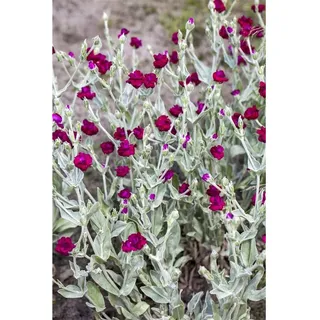 Pflanzen Für Dich Lychnis coronaria, ca. 9x9 cm Topf