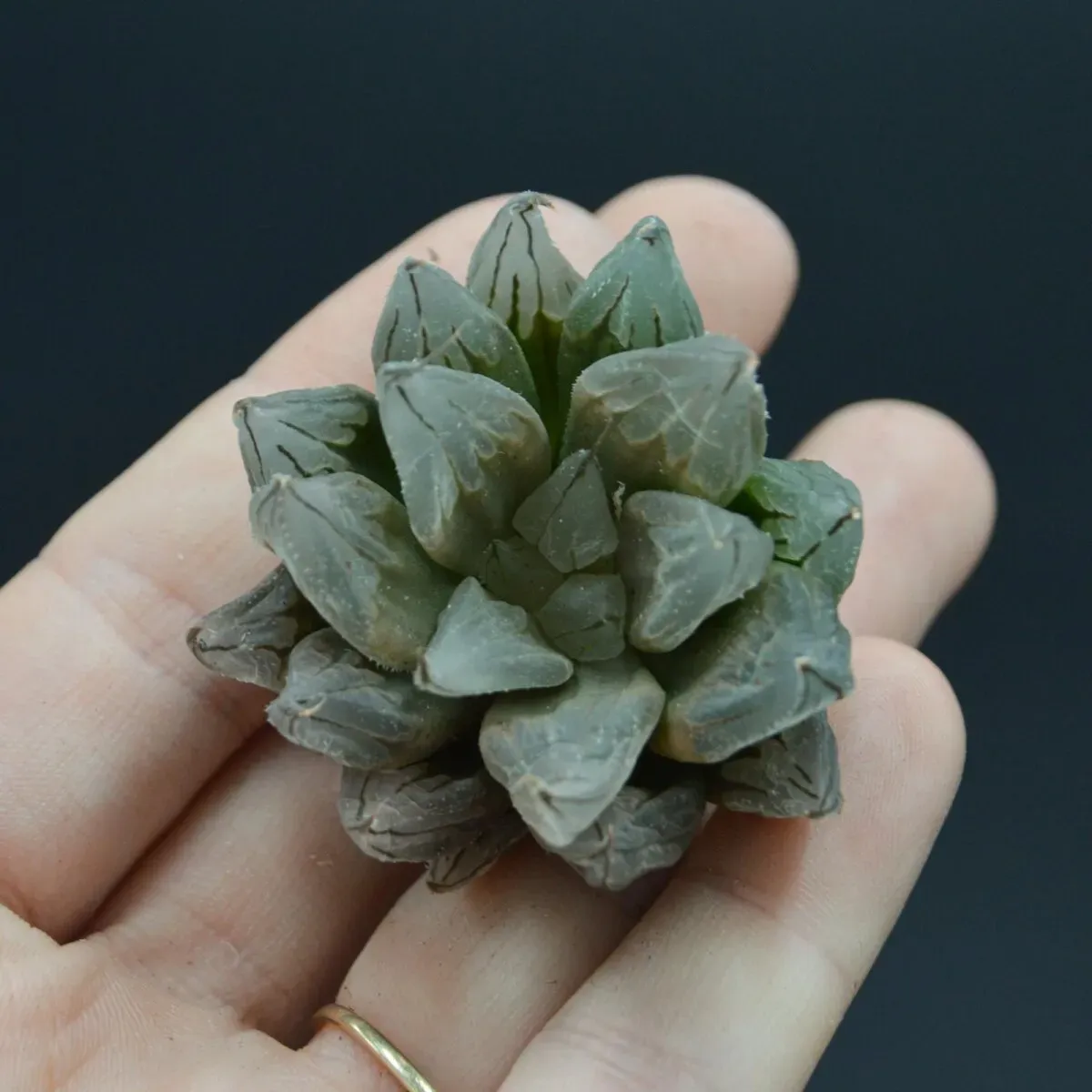 Haworthia Tsuen