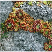 Pflanzen Für Dich Sempervivum x cult.'Bernstein', Hauswurz, ca. 9x9