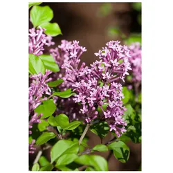 Syringa meyeri 'Palibin', Zwergflieder, lila Blüten, 40–60 cm