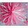 GRUND Badematte Art Rosa 60 x 50 cm