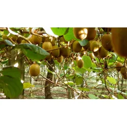 Plant in a Box Kiwibeeren - Actinidia deliciosa Jenny 3er Set Höhe 25-40cm