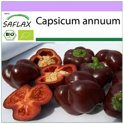 SAFLAX - Bio - Paprika - Süße Schokolade - 10 Samen - Capsicum annuum