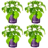 Stevia Pflanze Stevia rebaudiana Süßkraut Kräuterpflanzen 4er Set