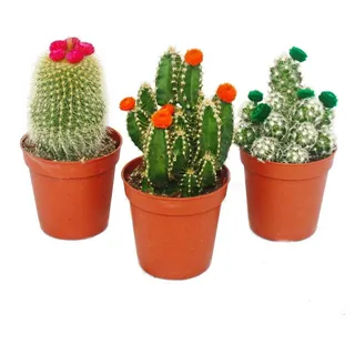 EXOTENHERZ Kaktus Kakteen-Set 3 versch.Pflanzen im 5,5cm Topf mit bunten Strohblüten