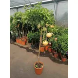 Grapefruit 160-180 cm Früchte+Blüten Citrus paradisi Pompelmo