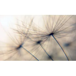 Wandsticker QUEENCE "Dandelion", beige, T:0,1cm, Folie, Wandtattoos, Selbstklebend, kinderleichte Anbringung, Pusteblume, Sticker, beige
