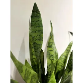 aplanta Künstlicher Bogenhanf - Luis | cm