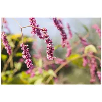 Pflanzen Für Dich Bistorta affinis, Teppich-Knöterich, rosa Blüten, ca.